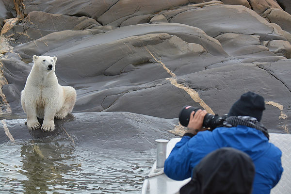 Churchill Polar Bear